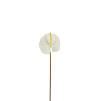 Anthurium Vit 70 cm