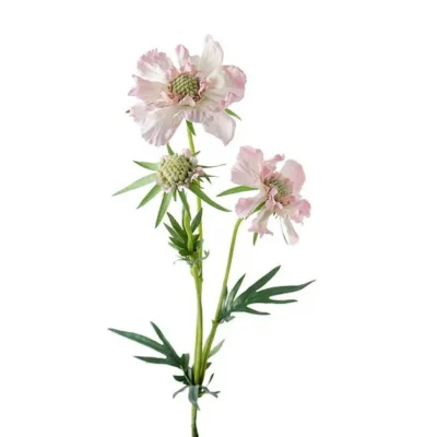 Scabiosa Rosa 70 cm