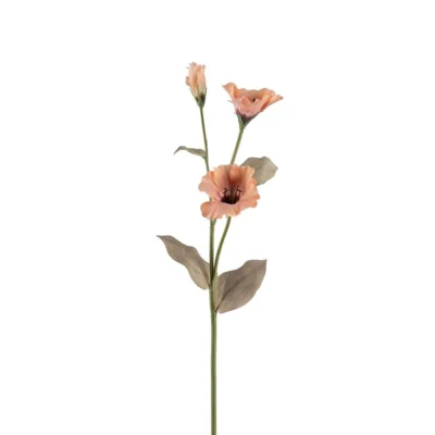 Prärieklocka Persika 60 cm