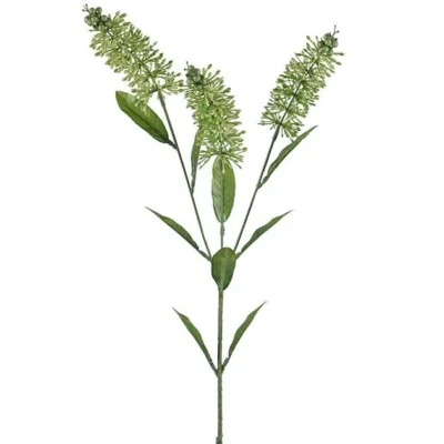 Astilbe 70 cm
