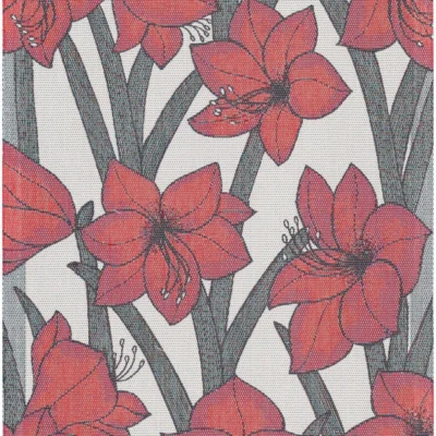 Amaryllis 35x50cm