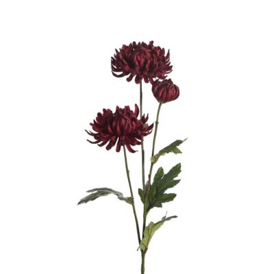 Chrysanthemum Burgundy