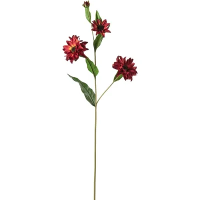 Rudbeckia 80 cm