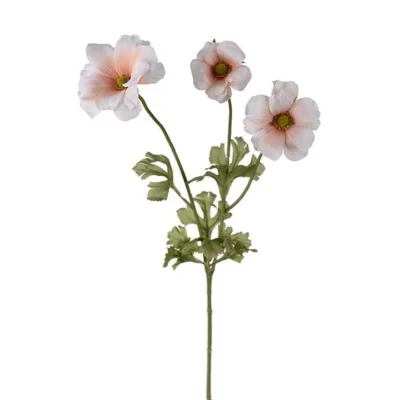 Fjärilsranuncel Aprikos 54 cm