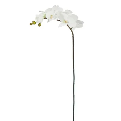 Phalaenopsis Vit 60 cm