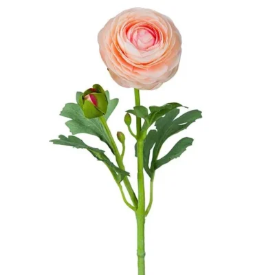 Ranuncel Aprikos 50 cm