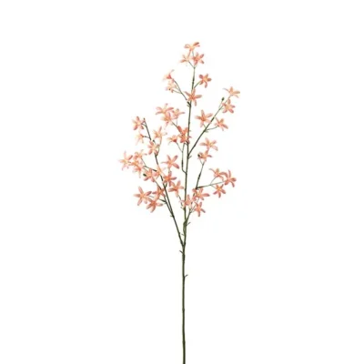 Saxifraga Persika 75 cm