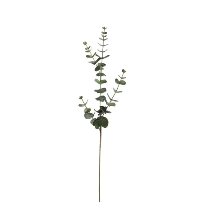 Eucalyptus 80 cm