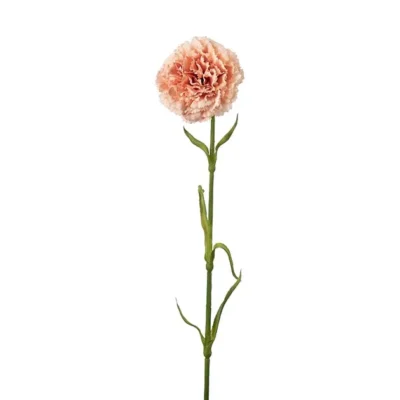 Nejlika Persika 44 cm