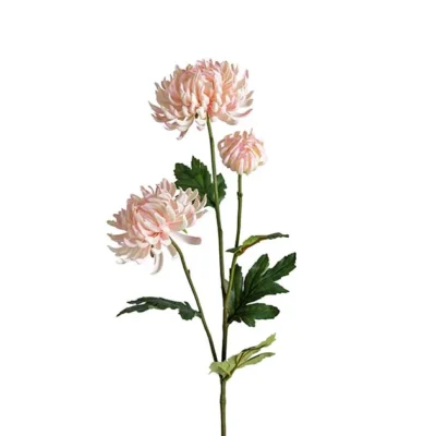 Chrysanthemum Ljusrosa 60 cm