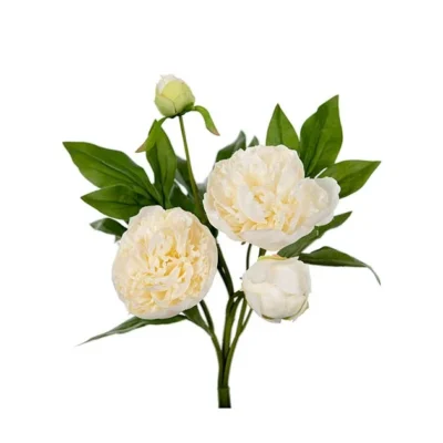 Pion Vit 40 cm