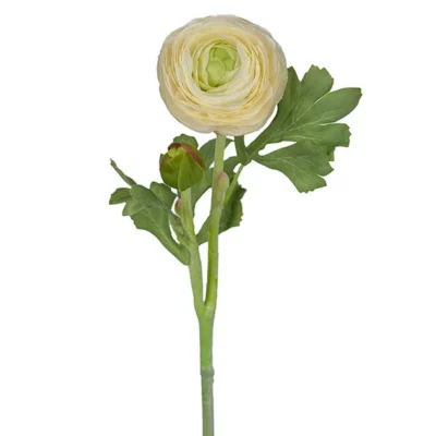 Ranuncel Vit 50 cm