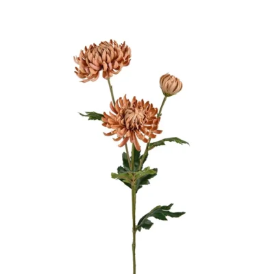 Chrysanthemum Beige 60 cm