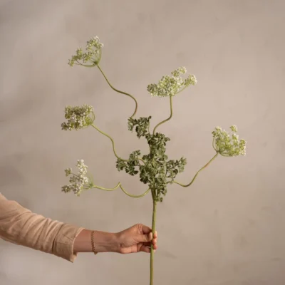 Flockblomma vit 95cm