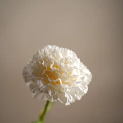 Nejlika Creme 44 cm