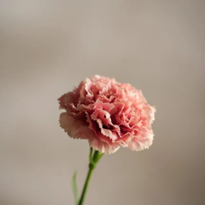 Nejlika Rosa 44cm