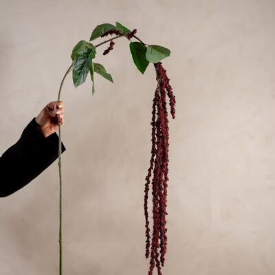 Amaranthus Burgundy 105cm