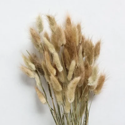 Torkade Blommor Lagurus Natural