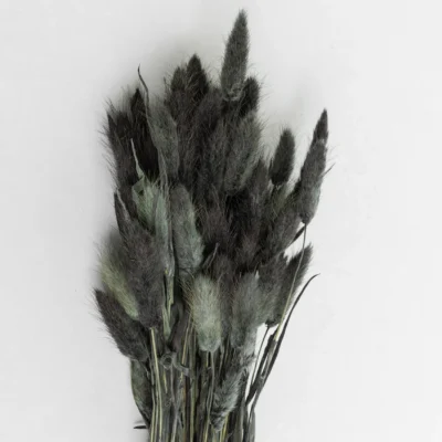 Torkade Blommor Lagurus Svart